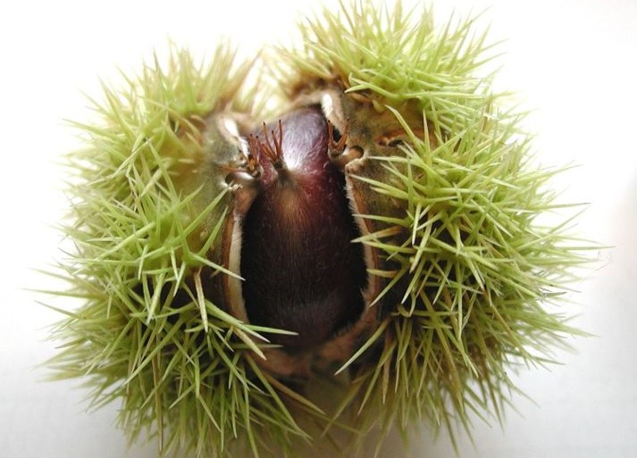 Kasztany w restauracji Le Regal